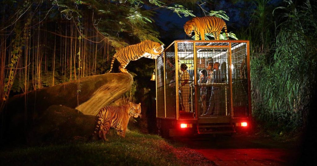 night safari in bali